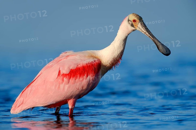 Roseate Spoonbill (Ajaja ajaja