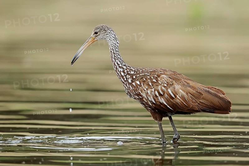 Limpkin (Aramus guarauna pictus)