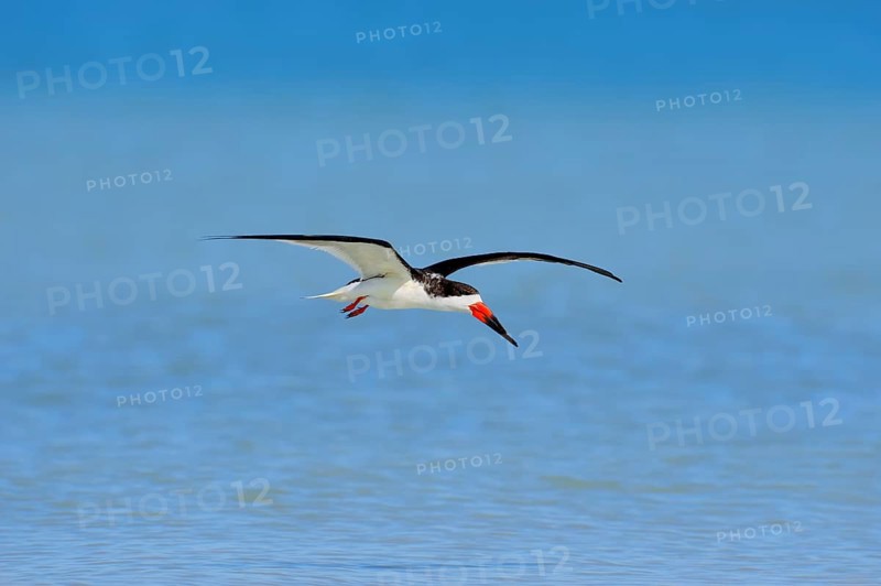 Black Skimmer (Rynchops niger) in flight