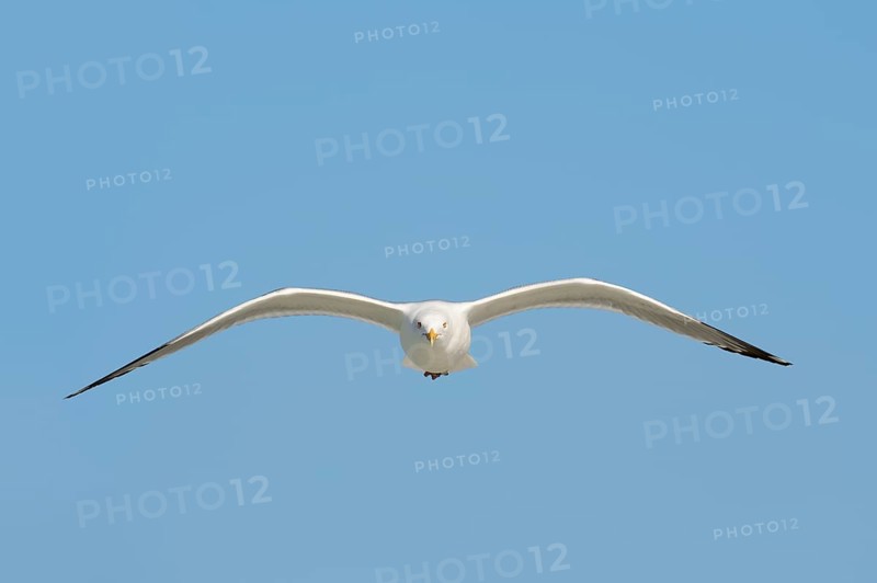 American Herring Gull or Smithsonian Gull (Larus smithsonianus) in flight