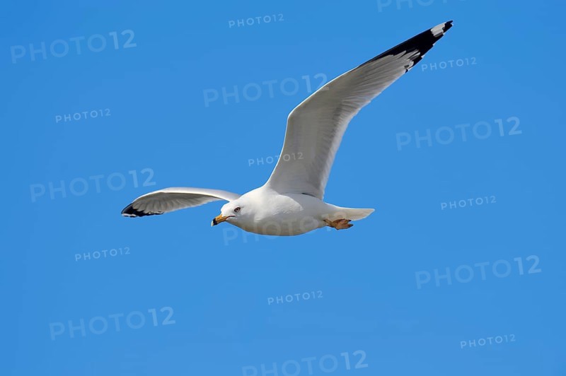 Ring-billed Gull (Larus delawarensis) in flight
