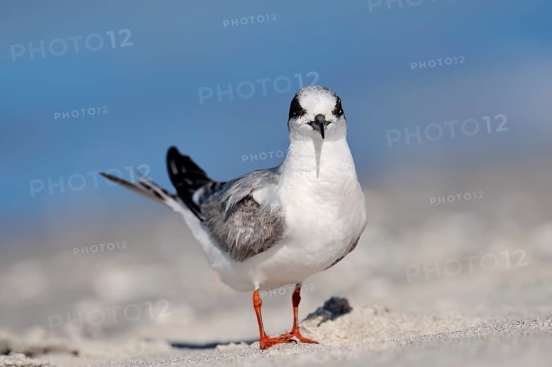 Forster's Tern (Sterna forsteri)