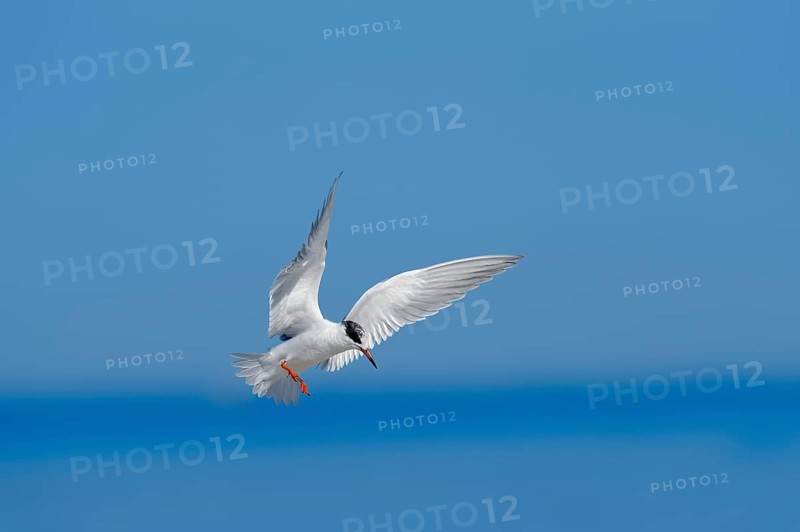 Forster's Tern (Sterna forsteri) in flight