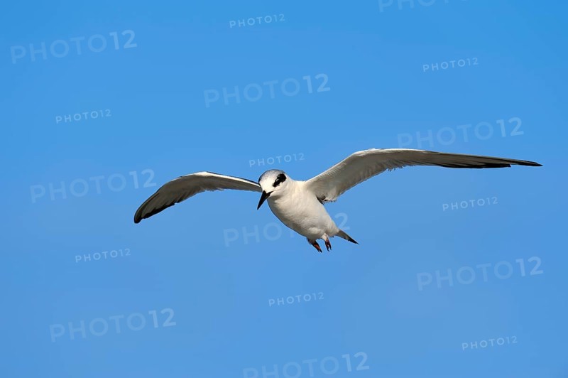 Forster's Tern (Sterna forsteri)