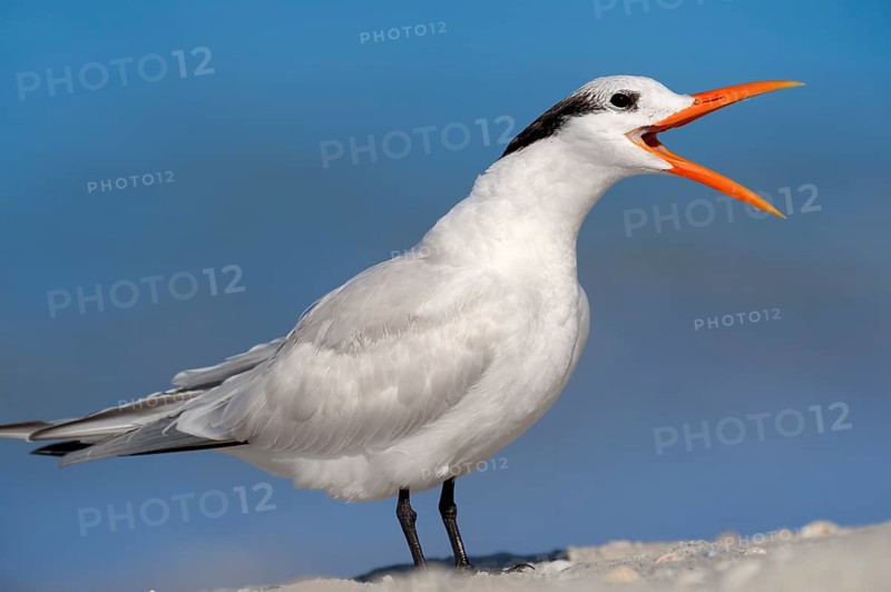 Royal Tern (Sterna maxima