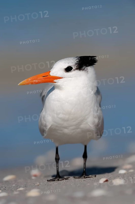 Royal Tern (Sterna maxima