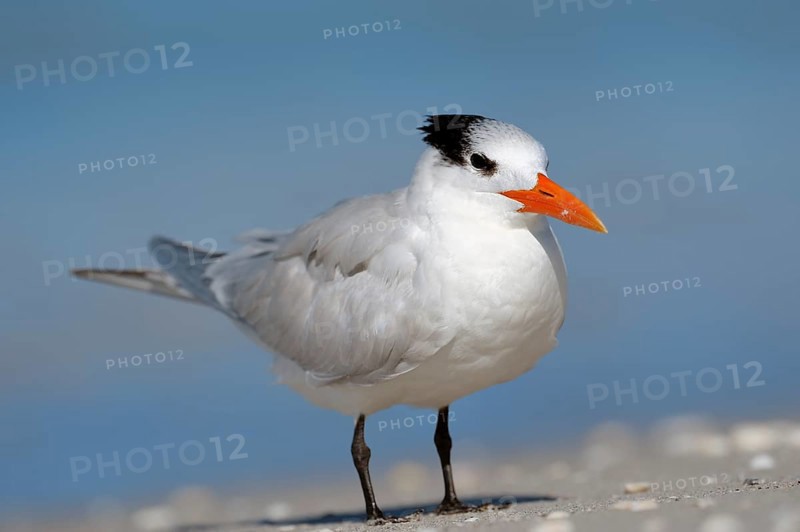 Royal Tern (Sterna maxima