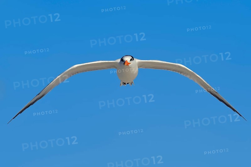 Royal Tern (Sterna maxima