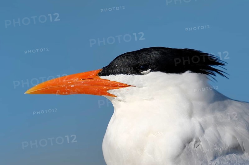 Royal Tern (Sterna maxima