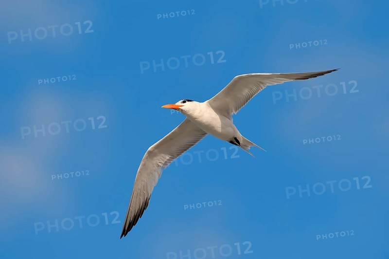 Royal Tern (Sterna maxima