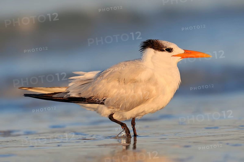 Royal Tern (Sterna maxima