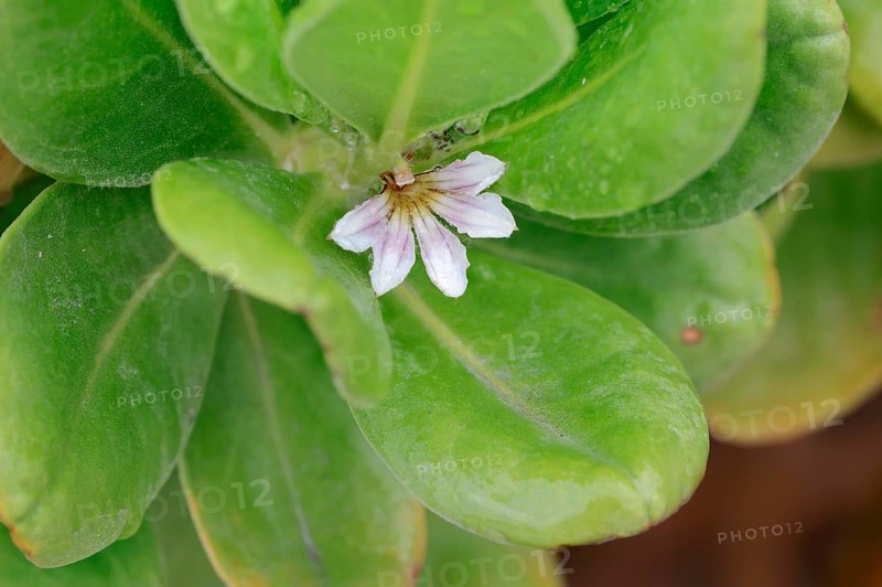Fan-Flower