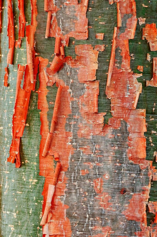 Gumbo-limbo
