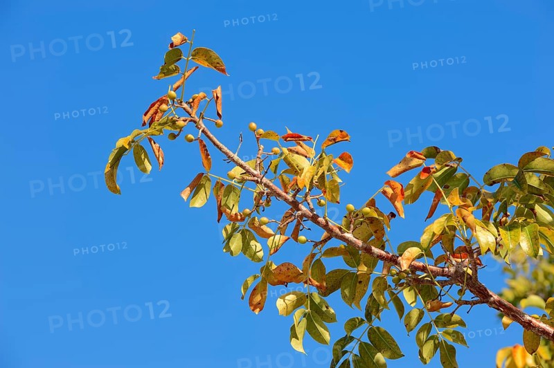 Gumbo-limbo