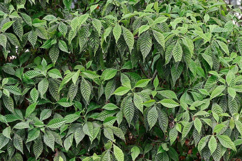 Wild Coffee (Psychotria nervosa)