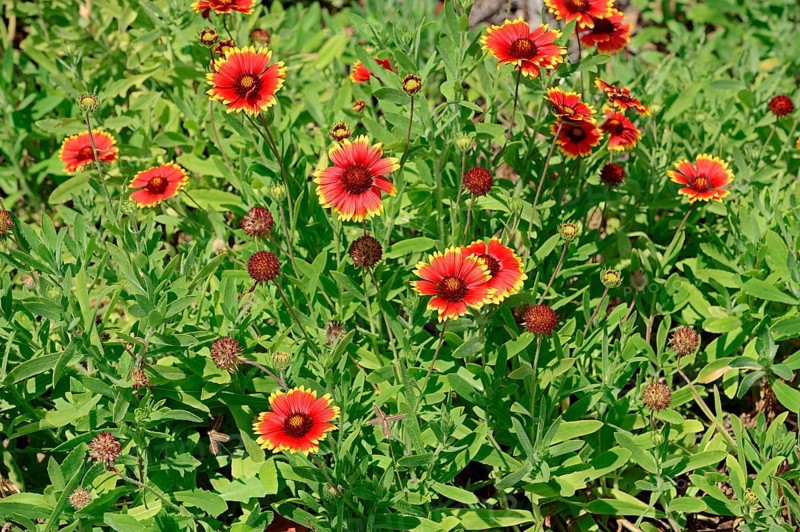 Firewheel