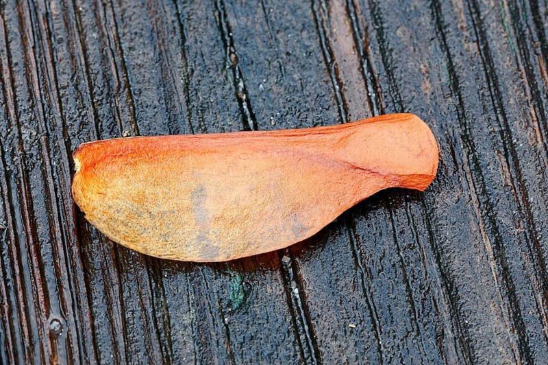 West Indian mahogany