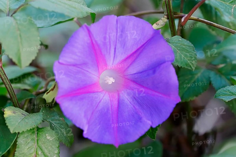Blue Morning Glory (Ipomoea indica var acuminata)