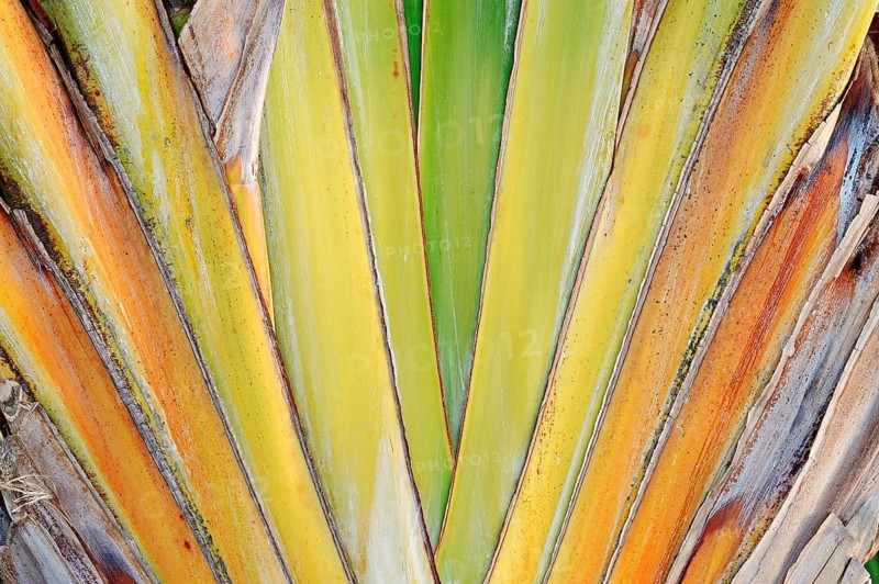 Traveller's Tree or Traveller's Palm (Ravenala madagascariensis)