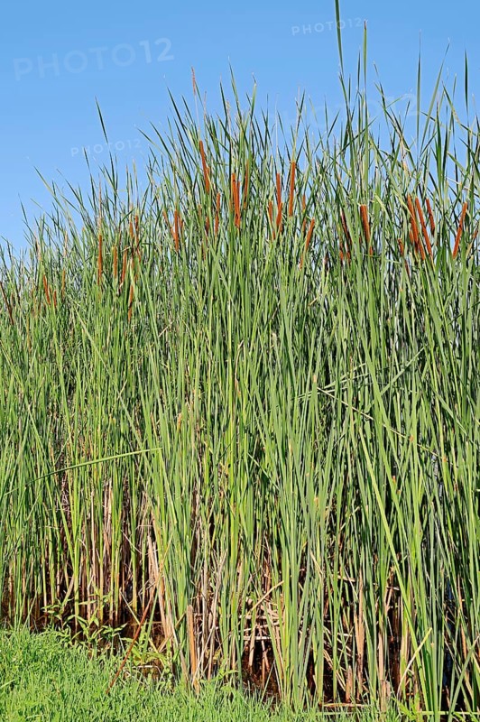 Southern Cattail (Typha domingensis)