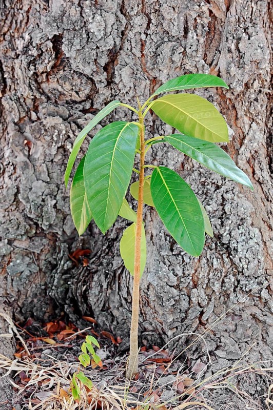 Florida Strangler Fig or Strangler Fig (Ficus aurea)
