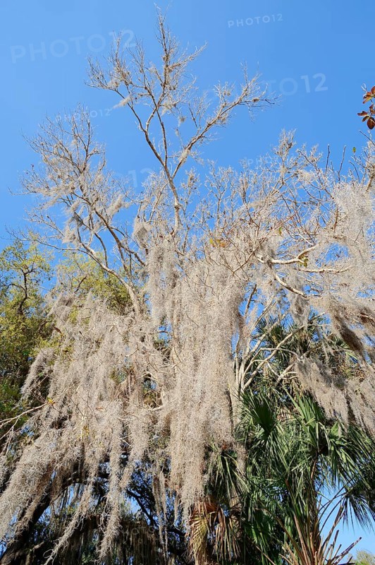 Spanish Moss (Tillandsia usneoides) on a tree