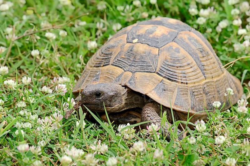 Eastern Hermann's Tortoise (Testudo hermanni boettgeri)