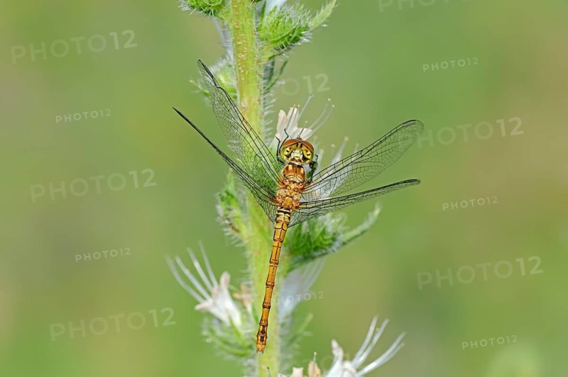 Vagrant Darter (Sympetrum vulgatum)