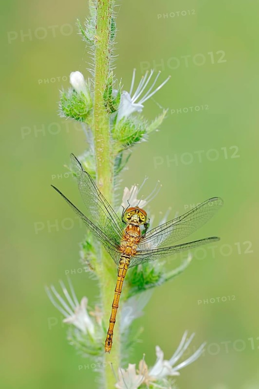 Vagrant Darter (Sympetrum vulgatum)