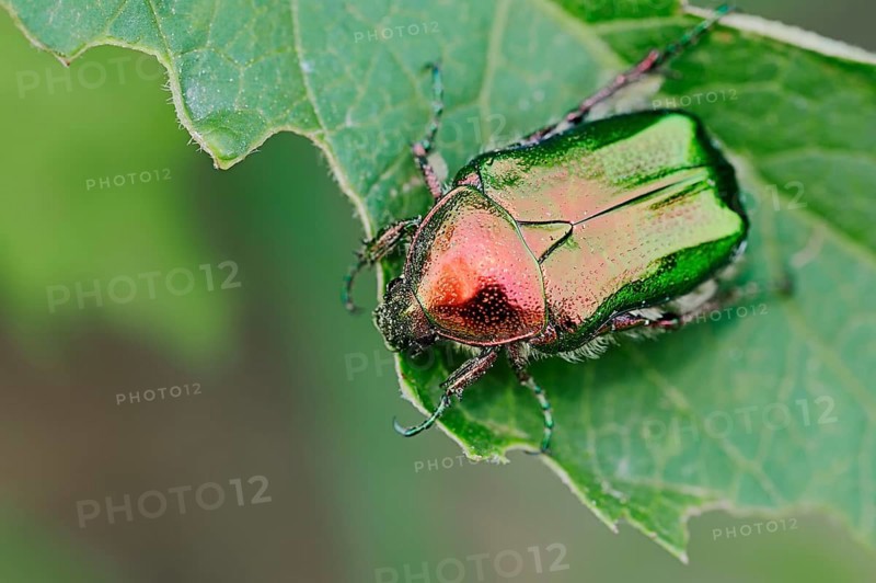 Rose chafer (Cetonia aurata)