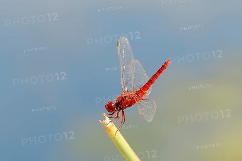 Scarlet Dragonfly (Crocothemis erythraea)