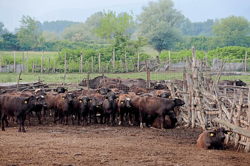 Domestic Buffalo
