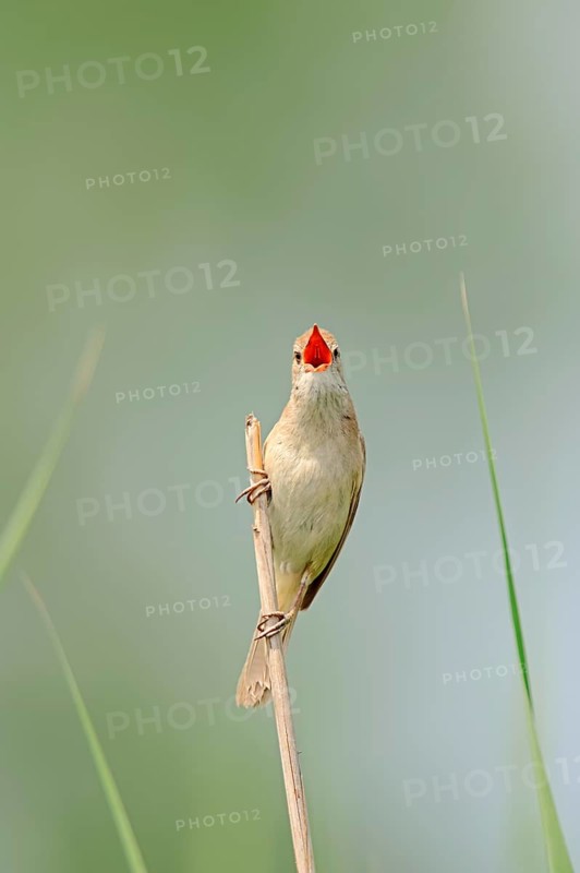 Great Reed Warbler (Acrocephalus arundinaceus)
