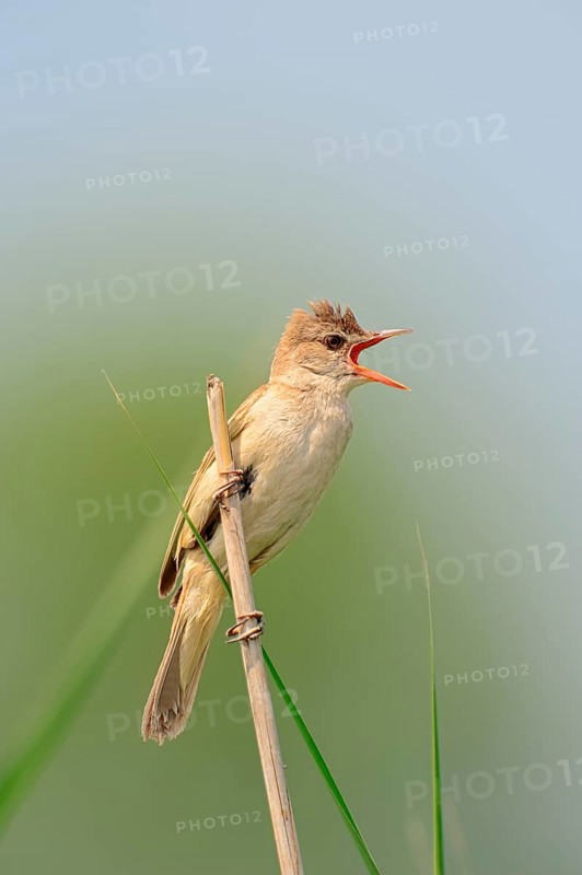 Great Reed Warbler (Acrocephalus arundinaceus)