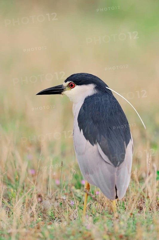 Black-crowned Night Heron (Nycticorax nycticorax)