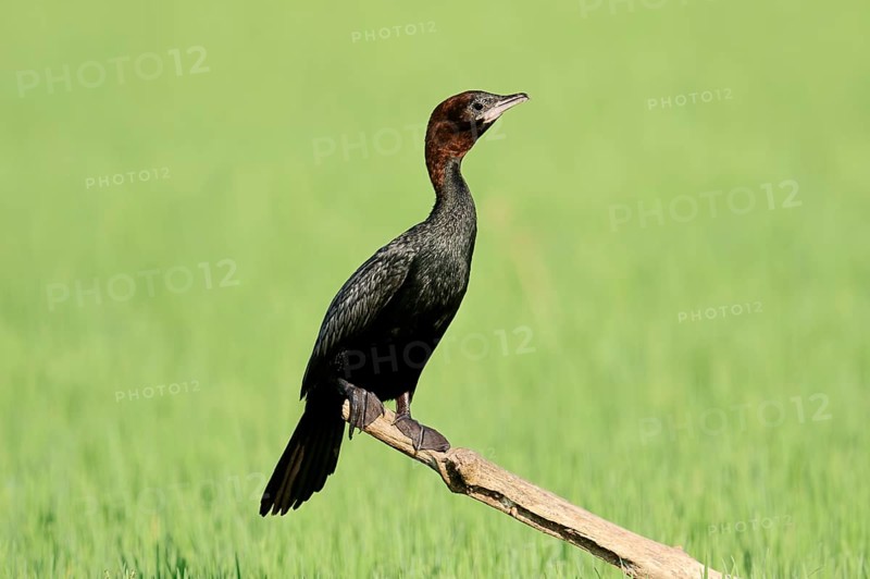 Pygmy Cormorant (Phalacrocorax pygmaeus)
