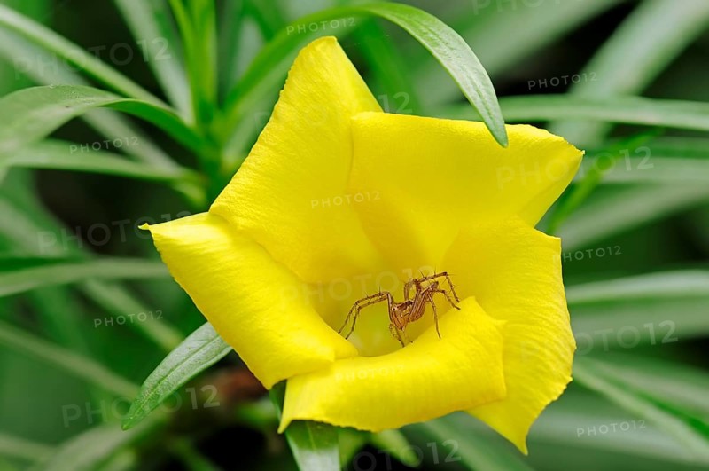 Wolf Spider (Lycosidae sp.) in the flower of a Yellow Oleander (Thevetia peruviana)