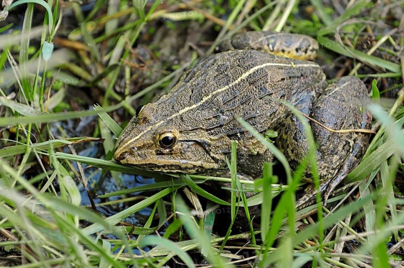 ndus Valley Bullfrog or Indian Bullfrog (Hoplobatrachus tigerinus)