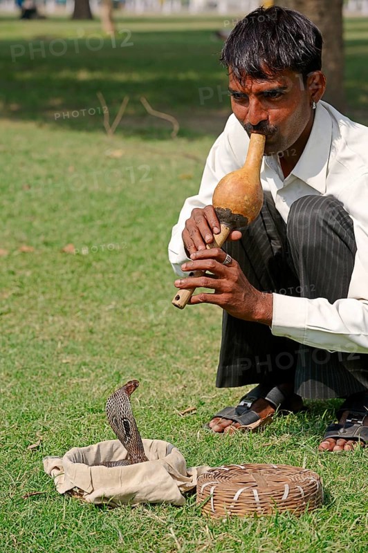 Snake charmer with an Indian Cobra