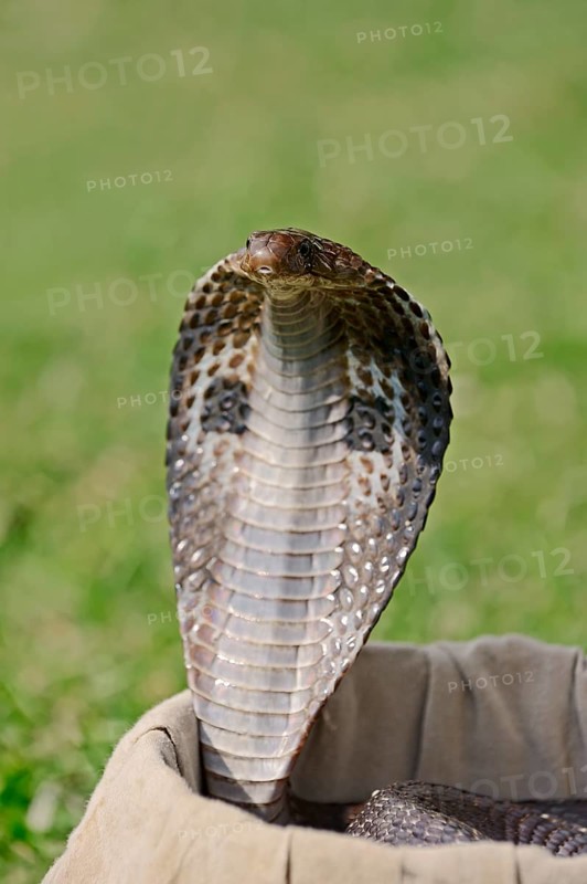 Indian Cobra