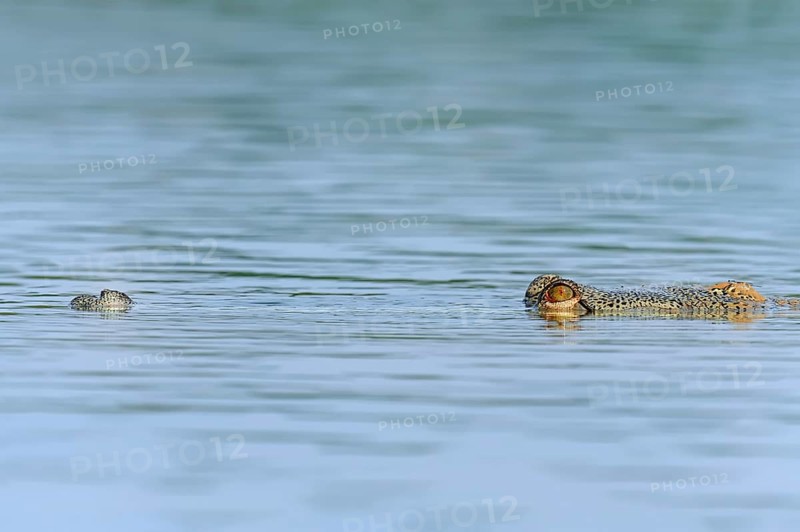Indian Gharial
