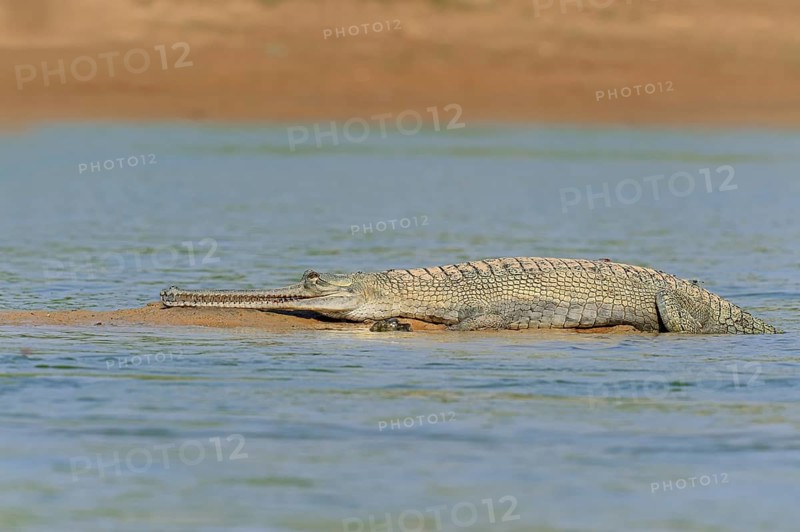 Indian Gharial