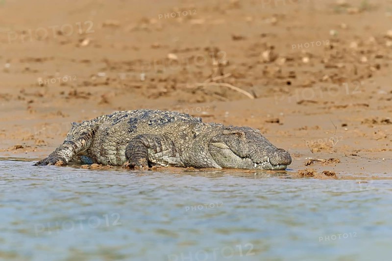 Mugger Crocodile or Indian Marsh Crocodile (Crocodylus palustris) lying on the shore