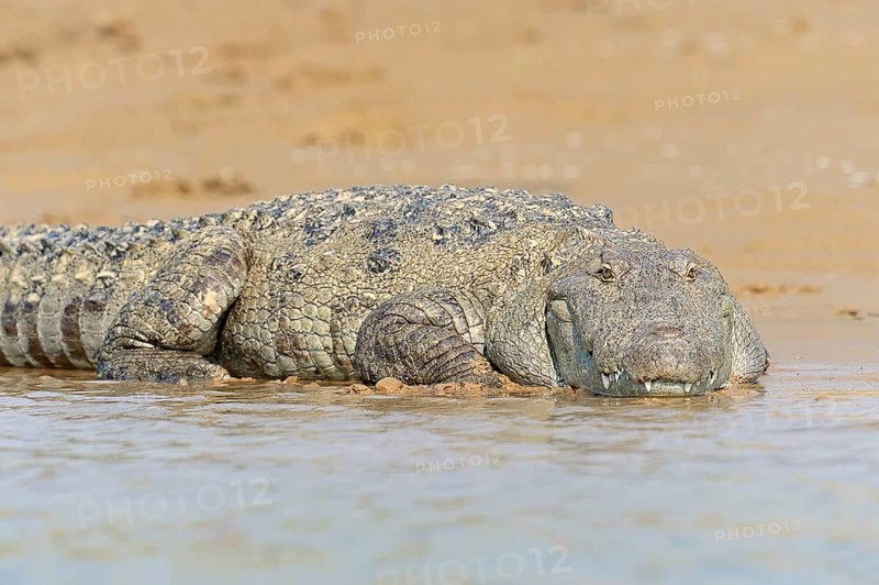 Mugger Crocodile or Indian Marsh Crocodile (Crocodylus palustris) lying on the shore