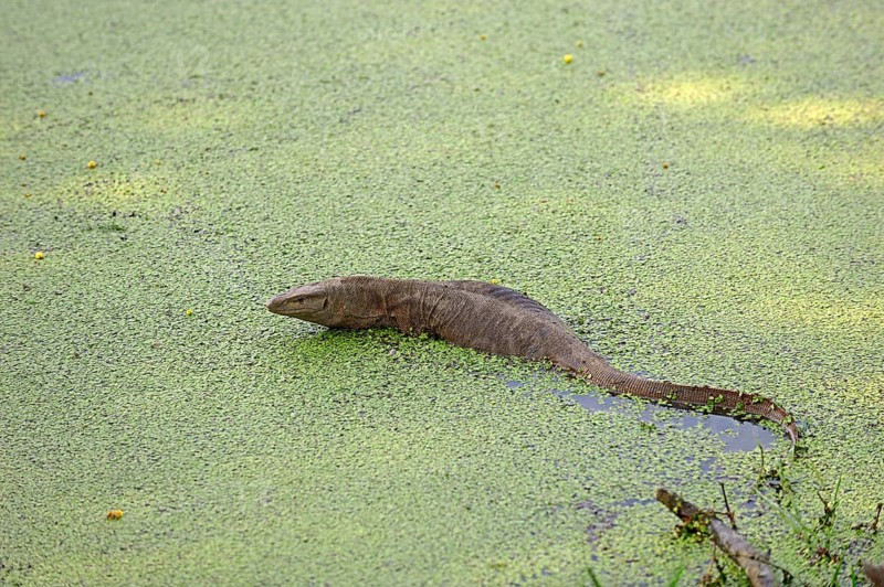 Bengal Monitor Lizard