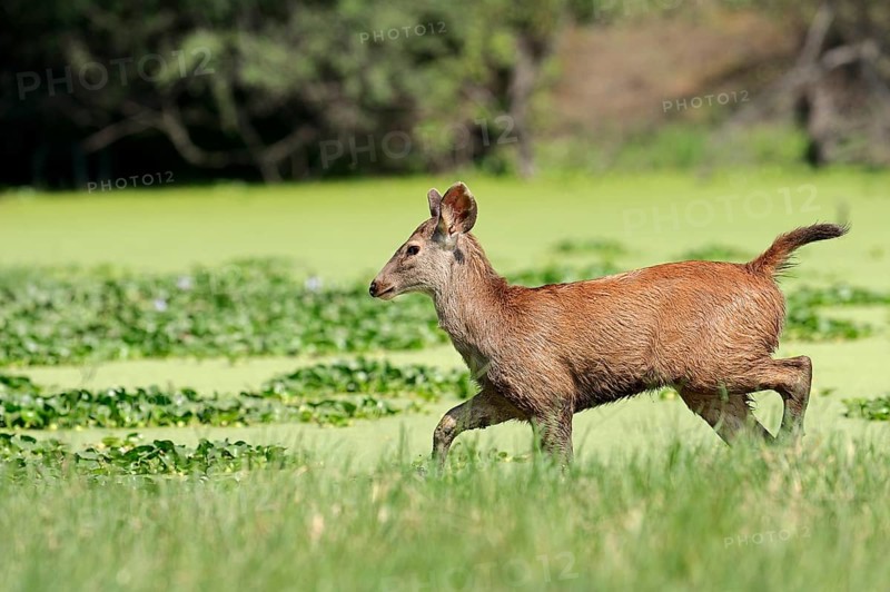 Sambar or Sambar Deer (Cervus unicolor)