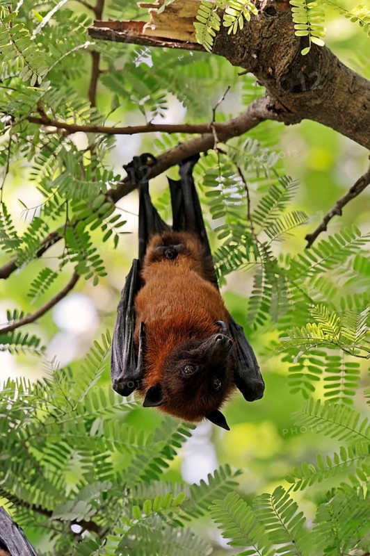 Indian Flying Fox or Greater Indian Fruit Bat (Pteropus giganteus)