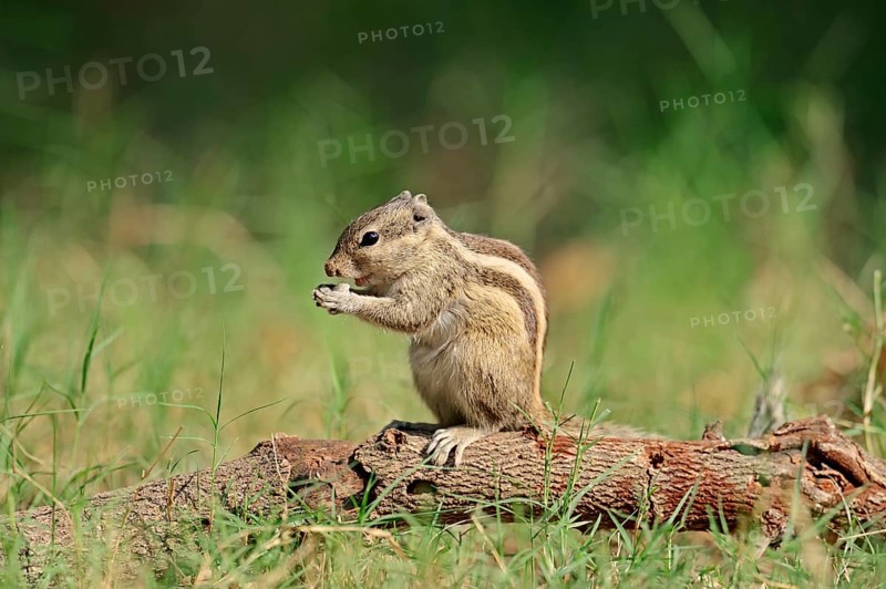 Northern Palm Squirrel or Five-striped Palm Squirrel (Funambulus pennantii)