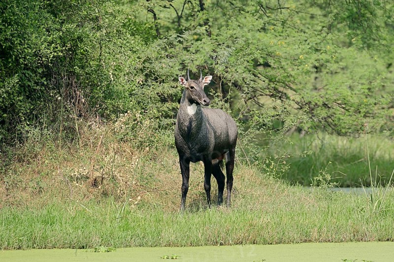 Nilgai or Nilgau antelope (Boselaphus tragocamelus)
