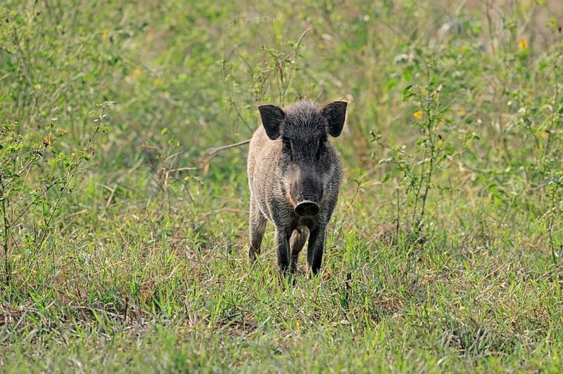 Indian Wild Boar (Sus scrofa cristatus)